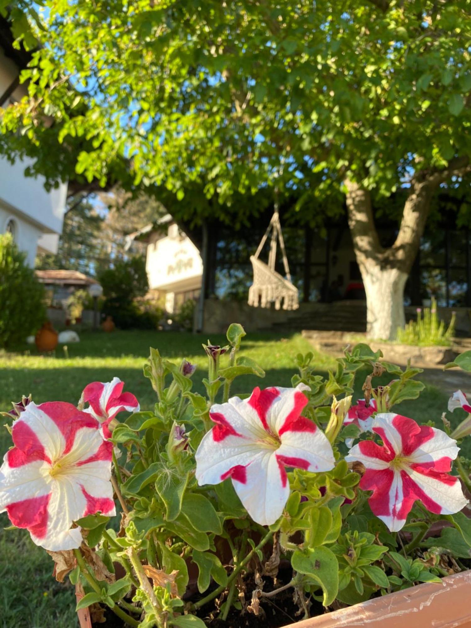 ארבאנאסי Guest House Debar מראה חיצוני תמונה